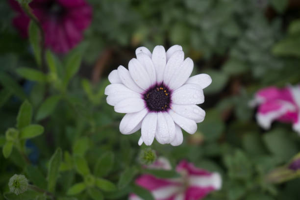 White Osteospermum Flower Seeds – Heirloom, Non-GMO, High Germination Seeds