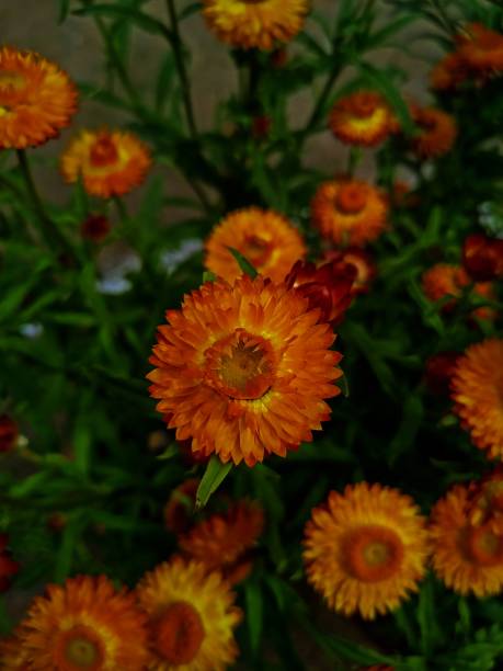 Semillas de siempreviva naranja para plantar – Variedad tradicional, sin OMG, semillas de jardín orgánicas de alta germinación