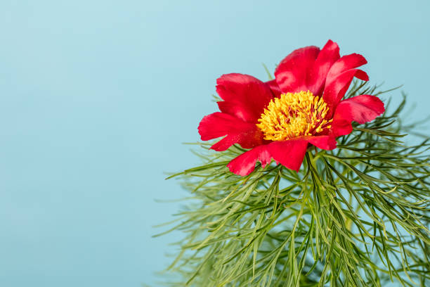 Red Paeonia Tenuifolia Flower Seeds – Heirloom Non-GMO High Germination Seeds