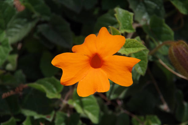 Orange Thunbergia Flower Seeds – Heirloom, Non-GMO, High Germination Seeds
