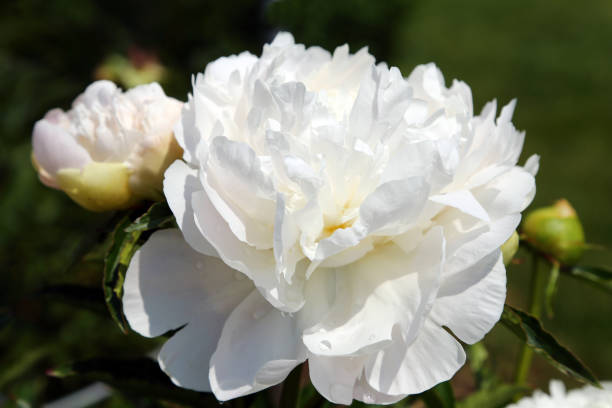 Peony Flower Seeds White – Heirloom, Non-GMO, High Germination Seeds for Planting