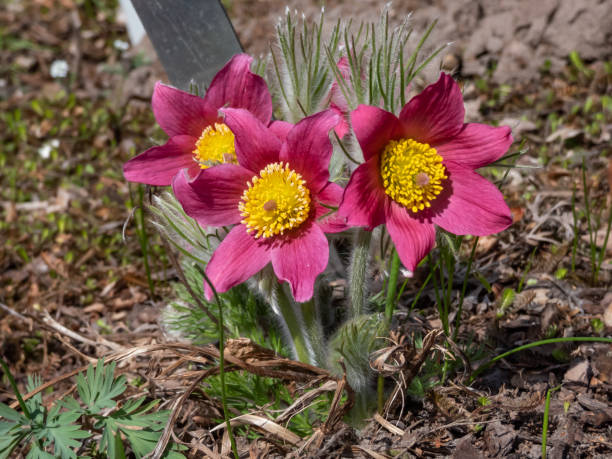 Pink Pasque Flower Seeds – Heirloom, Non-GMO, High Germination Seeds