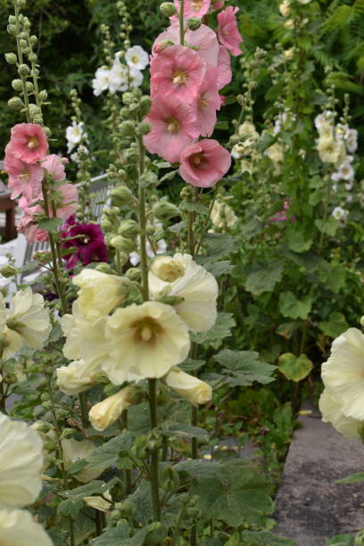 Mixed Hollyhock Flower Seeds – Heirloom, Non-GMO, High Germination Seeds