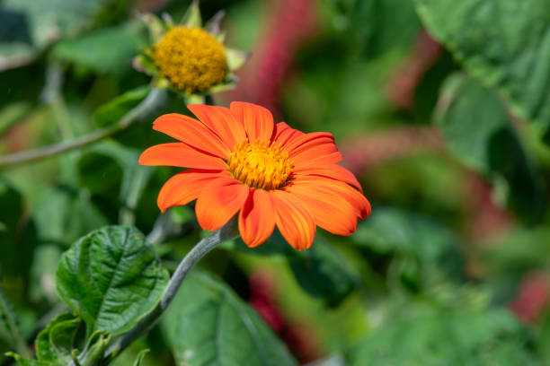 Orange Tithonia Rotundifolia Flower Seeds – Heirloom, Non-GMO, High Germination Seeds