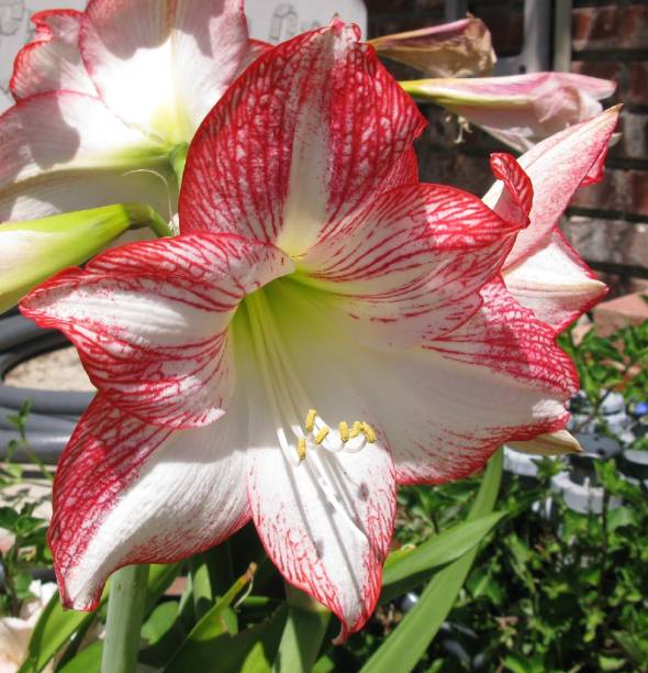 Maroon White Amaryllis Flower Seeds – Heirloom, Non-GMO, High Germination Seeds