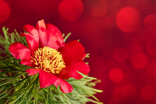 Red Paeonia Tenuifolia Flower Seeds – Heirloom Non-GMO High Germination Seeds