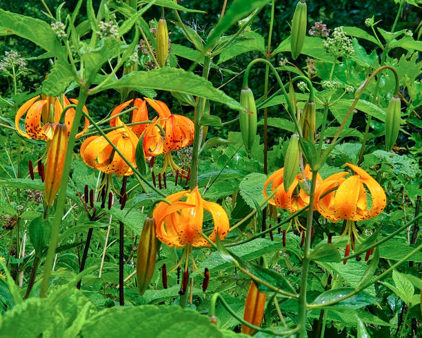 Orange Lilium Superbum Flower Seeds – Heirloom, Non-GMO, High Germination Seeds