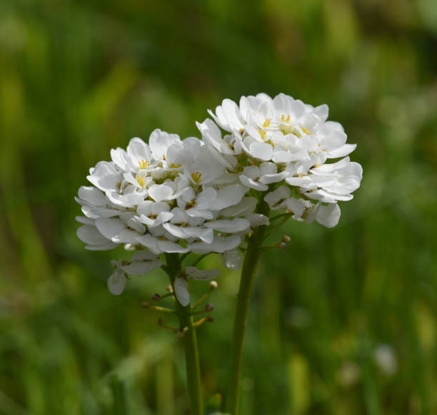 White Candytuft Flower Seeds – Heirloom, Non-GMO, High Germination, Organic Seeds