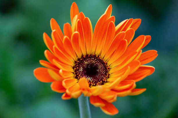 Daisy Flower Seeds Orange – Heirloom, Non-GMO, High Germination Seeds