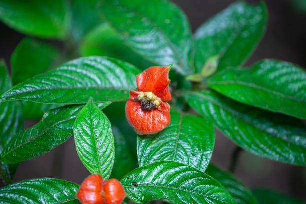 Palicourea Flower Seeds – Heirloom, Non-GMO, High Germination Seeds for Planting