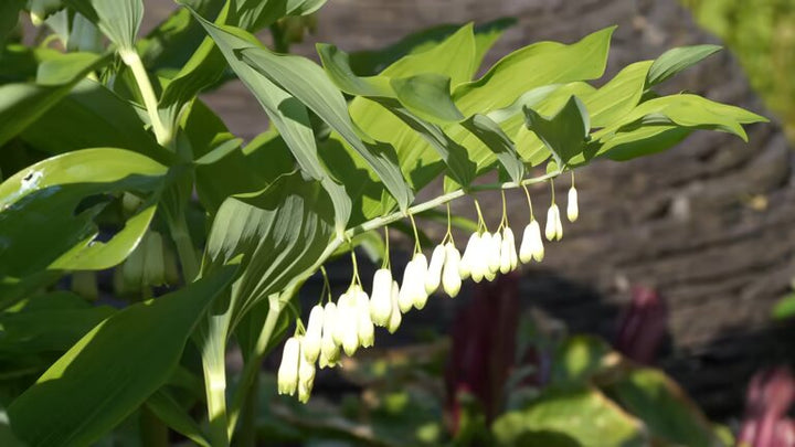 Green Polygonatum (Solomon&