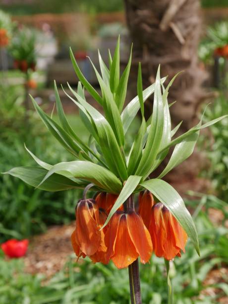 Orange Kaiserkrone Flower Seeds – Heirloom, Non-GMO, High Germination Seeds