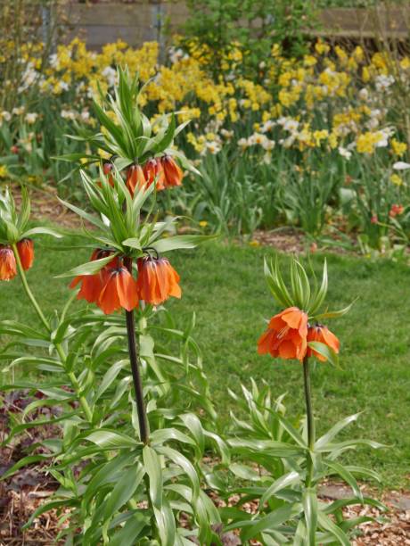 Orange Kaiserkrone Flower Seeds – Heirloom, Non-GMO, High Germination Seeds