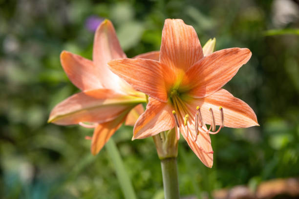 Semillas de flores de Hippeastrum naranja – Orgánicas, reliquia, sin OMG, de alta germinación para sembrar en el jardín