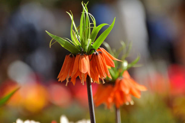 Orange Fritillaria Flower Seeds – Heirloom, Non-GMO, High Germination Seeds