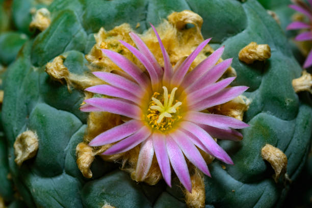 Pelecyphora Strobiliformis Flower Seeds – Heirloom, Non-GMO Seeds for Planting