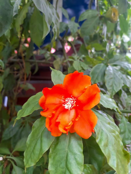 Semillas de flor de Pereskia naranja – Herencia, no transgénicas, alta germinación, semillas de jardín orgánicas para plantar