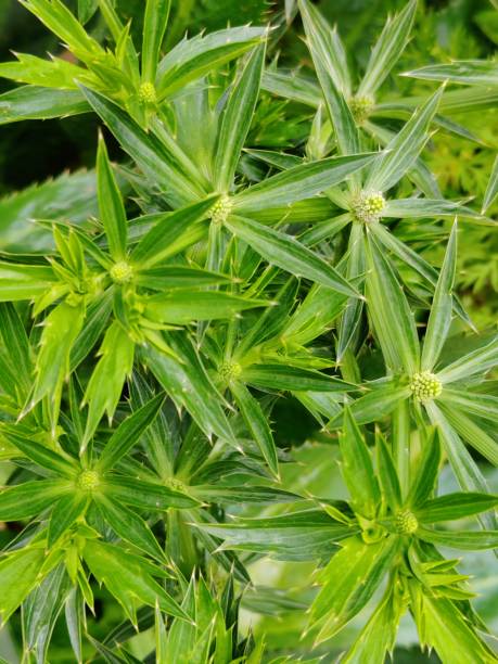 Eryngium Foetidum Seeds for Planting – Heirloom Non-GMO High Germination Organic Garden Seeds
