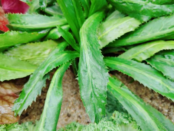 Eryngium Foetidum Seeds for Planting – Heirloom Non-GMO High Germination Organic Garden Seeds