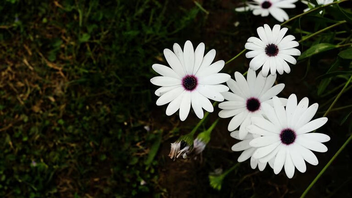 Osteospermum Flower Seeds White – Heirloom, Non-GMO, High Germination Seeds