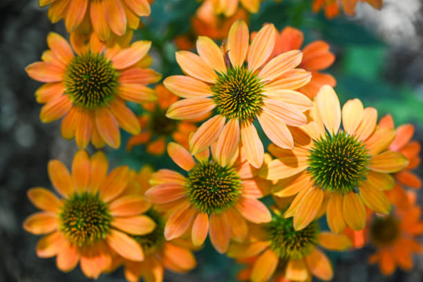 Orange Echinacea Flower Seeds – Heirloom, Non-GMO, High Germination Seeds for Planting, Organic Garden Seeds