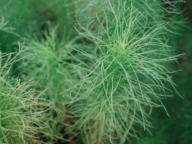 Fennel Bronze Smokey Herb Seeds – Heirloom, Non-GMO, High Germination Seeds