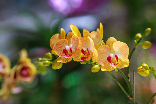Semillas de orquídea para cultivar amarillas – Semillas de jardín orgánicas de polinización abierta, no modificadas genéticamente y de alta germinación para plantar