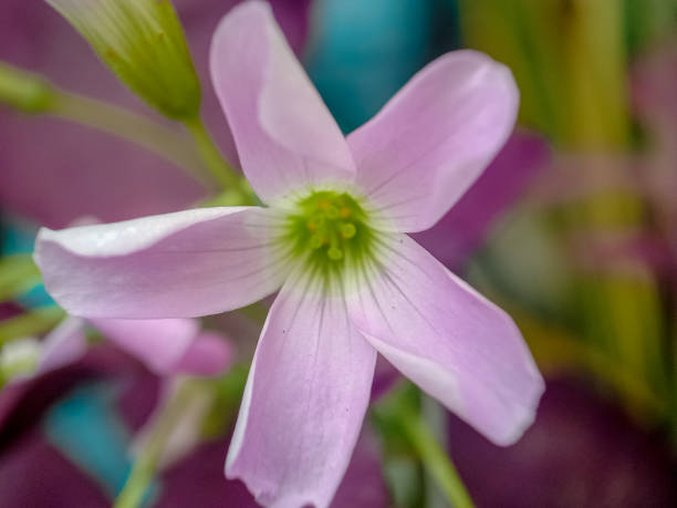 Oxalis Versicolor Flower Seeds Pink – Heirloom, Non-GMO, High Germination Seeds