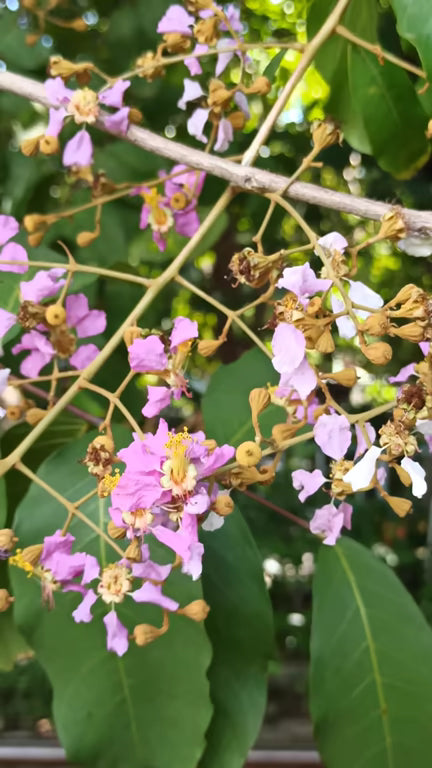 Mixed Lagerstroemia Flower Seeds – Heirloom Non-GMO High Germination Seeds