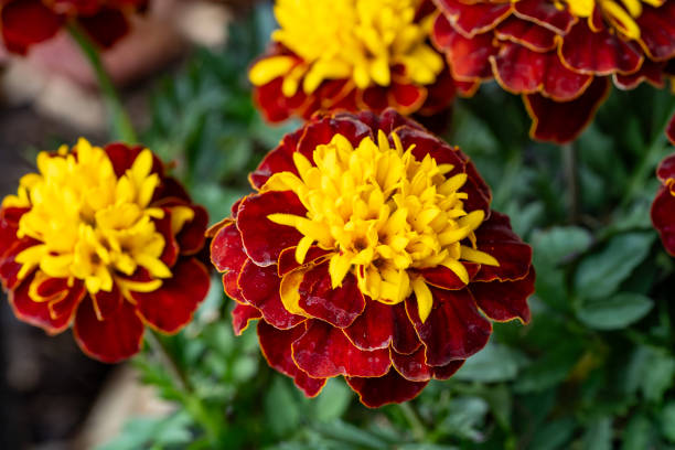 Maroon Yellow Marigold Flower Seeds – Heirloom, Non-GMO, High Germination Seeds