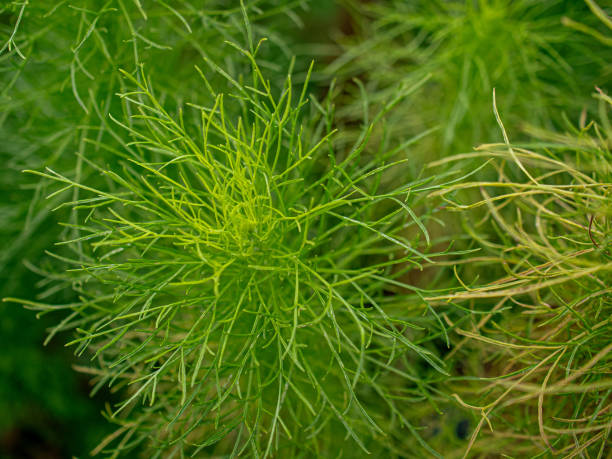Fennel Bronze Smokey Herb Seeds – Heirloom, Non-GMO, High Germination Seeds