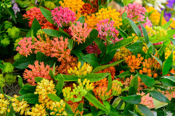 Mixed Asclepias Flower Seeds – Heirloom, Non-GMO, High Germination Seeds