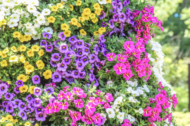 Mixed Calibrachoa Flower Seeds – Heirloom, Non-GMO, High Germination Seeds