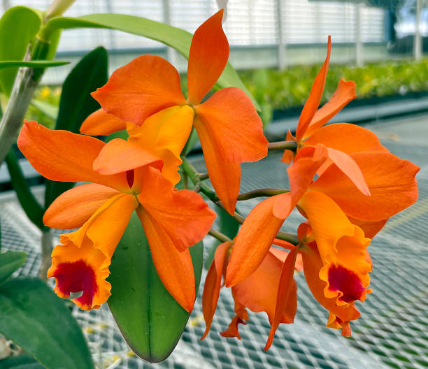 Orange Cattleya Flower Seeds – Heirloom, Non-GMO, High Germination Seeds