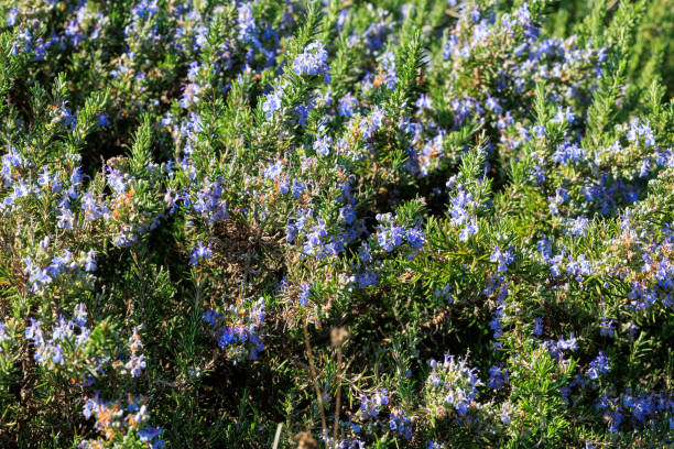 Tuscan Blue Rosemary Herb Seeds – Heirloom, Non-GMO, High Germination Seeds