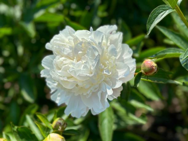 Stauden-Pfingstrosenblumensamen Weiß – Alte Sorte GVO-frei Hohe Keimrate Bio-Gartensamen