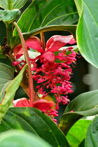 Red Medinilla Magnifica Flower Seeds – Heirloom, Non-GMO, High Germination Seeds