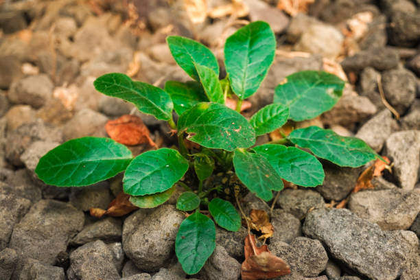 Green Dorstenia Foetida Plant Seeds – Heirloom Non-GMO High Germination Seeds for Exotic Gardens
