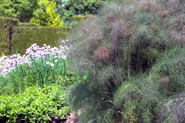 Bronze Fennel Seeds – Heirloom Non-GMO Seeds for Planting Organic Garden Seeds
