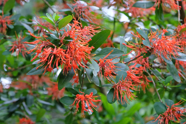 Orange Embothrium Flower Seeds – Heirloom, Non-GMO, High Germination Seeds