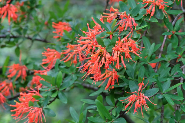 Orange Embothrium Flower Seeds – Heirloom, Non-GMO, High Germination Seeds