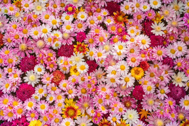 Mixed Chrysanthemum Flower Seeds Perennial – Heirloom, Non-GMO, High Germination Seeds