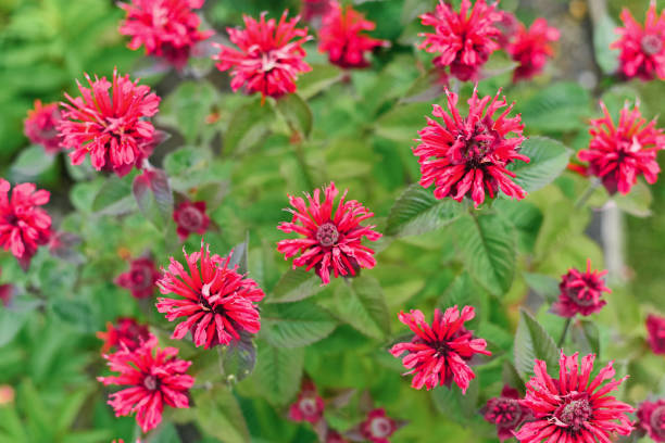 Red Monarda Scarlet Bee Balm Flower Seeds – Heirloom, Non-GMO Seeds
