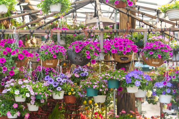 Semillas de Flores de Petunia Mini Mezcladas – Semillas de Jardín Orgánicas de Alta Germinación, No Transgénicas y de Herencia
