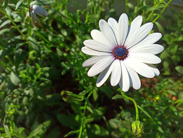 Osteospermum Flower Seeds White – Heirloom, Non-GMO, High Germination Seeds