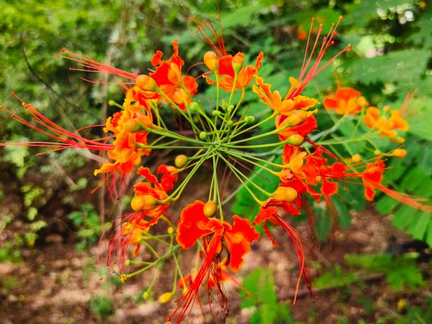 Orange Yellow Caesalpinia Flower Seeds – Heirloom, Non-GMO, High Germination Seeds