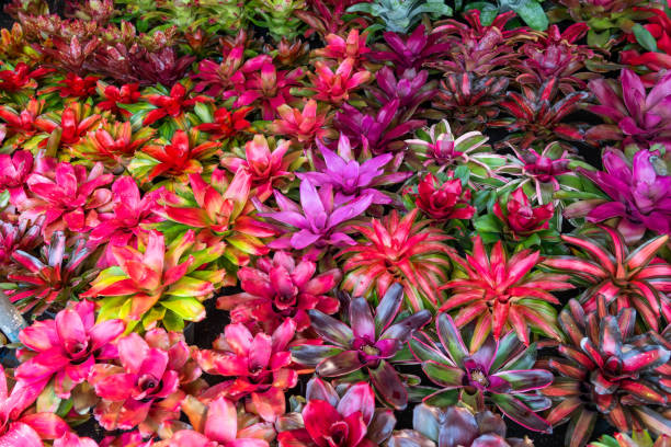 Bromeliad Flower Seeds Mixed – Heirloom, Non-GMO, High Germination Seeds