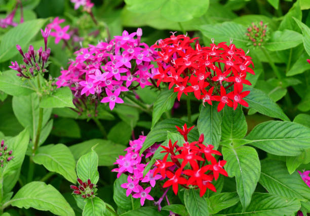Mixed Pentas Flower Seeds – Heirloom, Non-GMO, High Germination Seeds