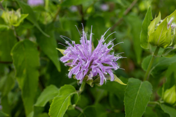 Lavender Bergamot Plant Seeds - Fragrant Herb Seeds -Heirloom &amp; Non-GMO Seeds for planting High Germination Seeds