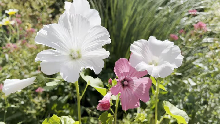 Mixed Anisodontea Flower Seeds – Heirloom, Non-GMO, High Germination Seeds